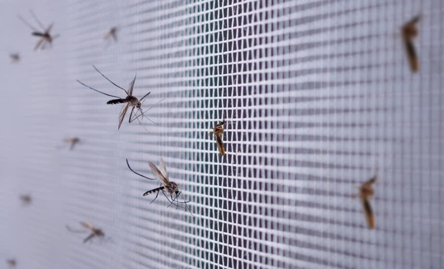 Jak skutecznie chronić dom przed owadami? Poznaj moskitiery INSECT SCREEN