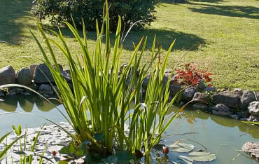 Podlewanie ogrodu wodą z sadzawki – jaka pompa się sprawdzi? 